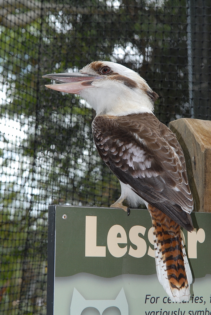 0055 Cairns Tropical Zoo.jpg